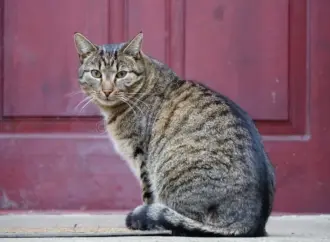 Cat gatekeeper extension: What is the ?