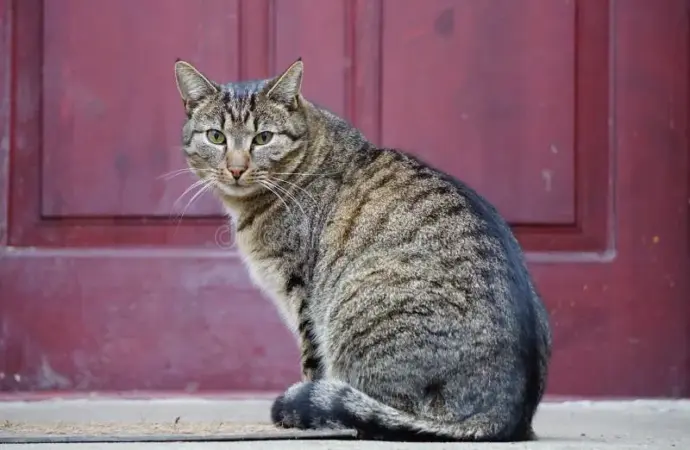 Cat gatekeeper extension: What is the ?