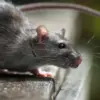 Hantavirus infections cruise ship: What Do Hantavirus Infections on a Cruise Ship Mean for Public Health?