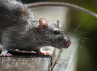 Hantavirus infections cruise ship: What Do Hantavirus Infections on a Cruise Ship Mean for Public Health?
