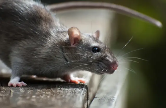 Hantavirus infections cruise ship: What Do Hantavirus Infections on a Cruise Ship Mean for Public Health?